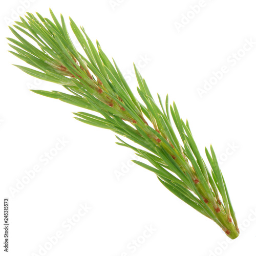 branch of pine isolated on white background