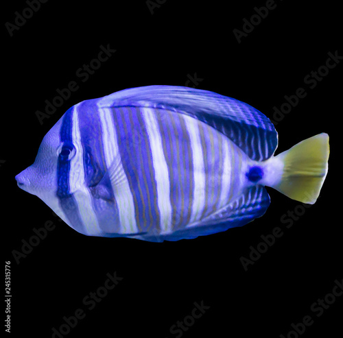 Tropical striped sea fish in an aquarium.Isolated photo on black background. Such fish like to draw children, artists and website designers.