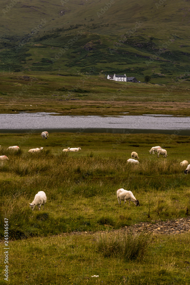 Fototapeta premium Domestic sheeps on pasture in Highlands Scotland