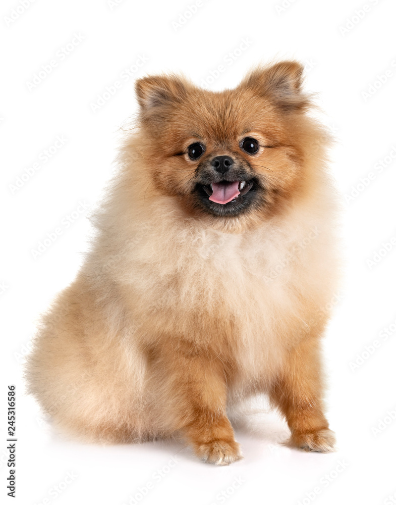 pomeranian in studio