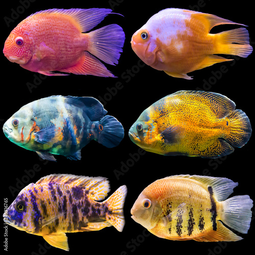 Six aquarium fish. Isolated photo on black background. Website about nature , aquarium fish, life in the ocean .