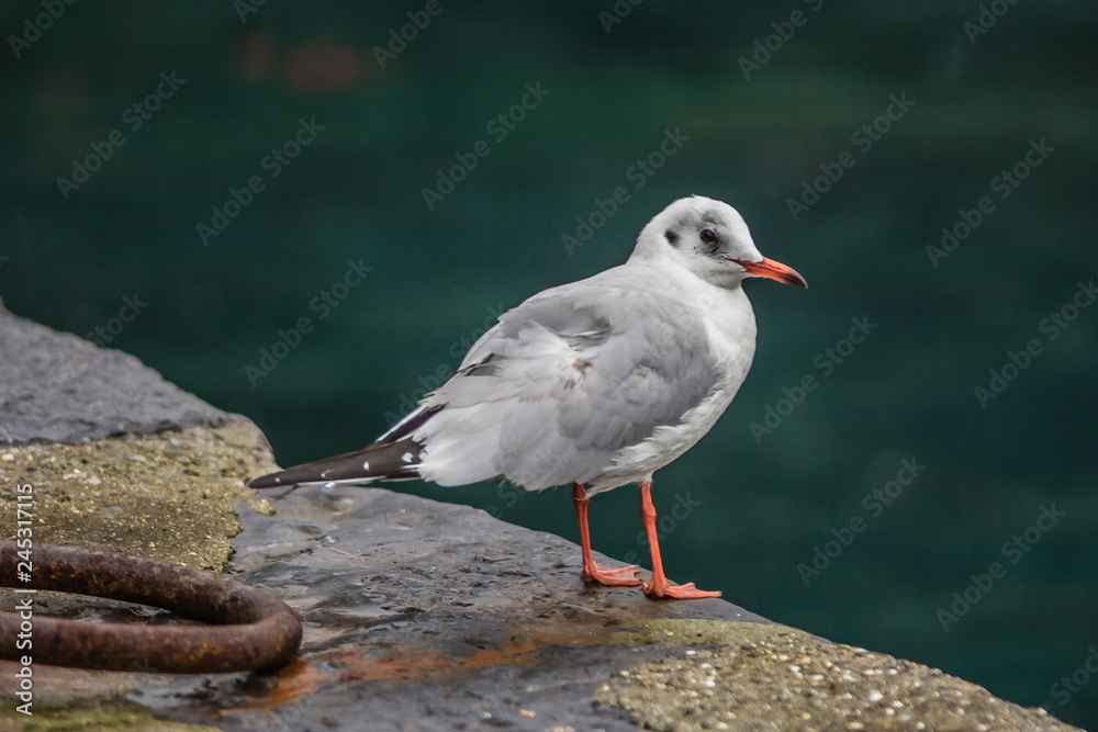 Obraz premium gabbiano