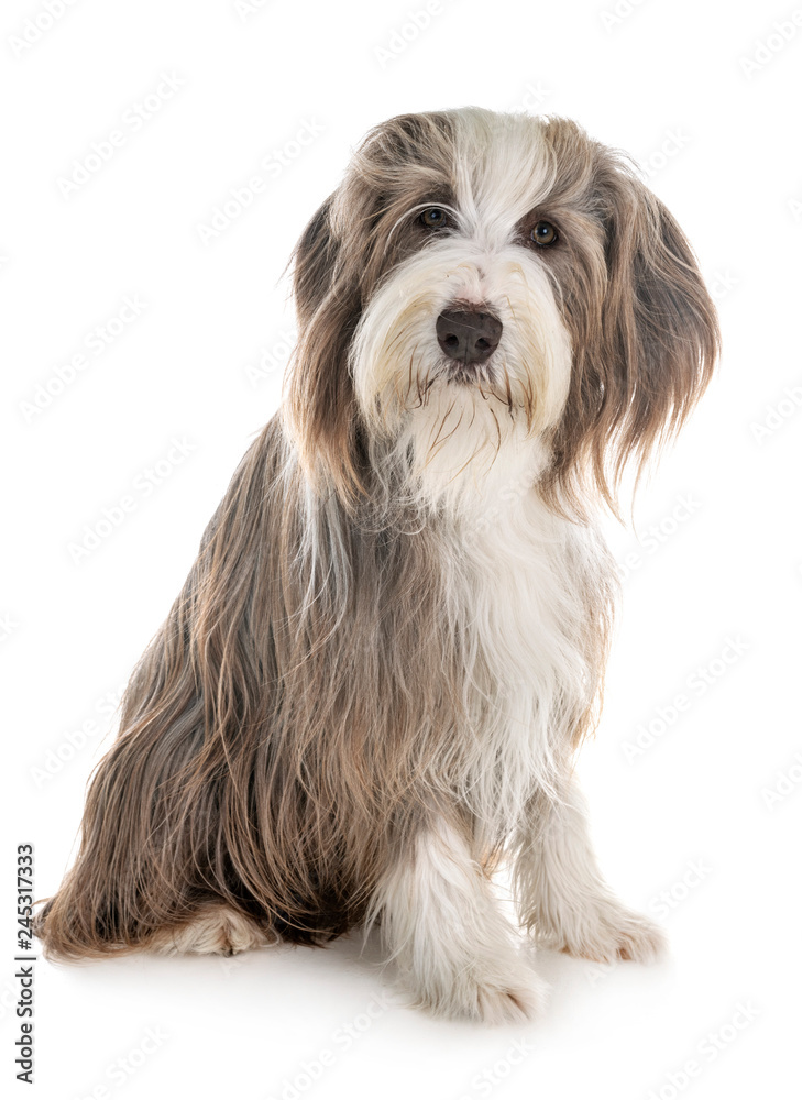 bearded collie in studio