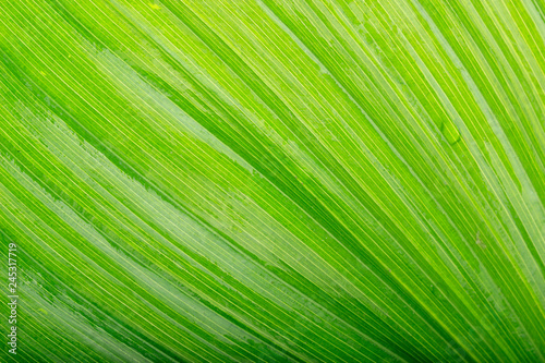 fresh green leaf background