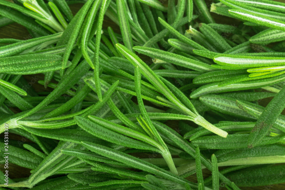 leaves of green fresh rosemary background leaves of green fresh rosemary background