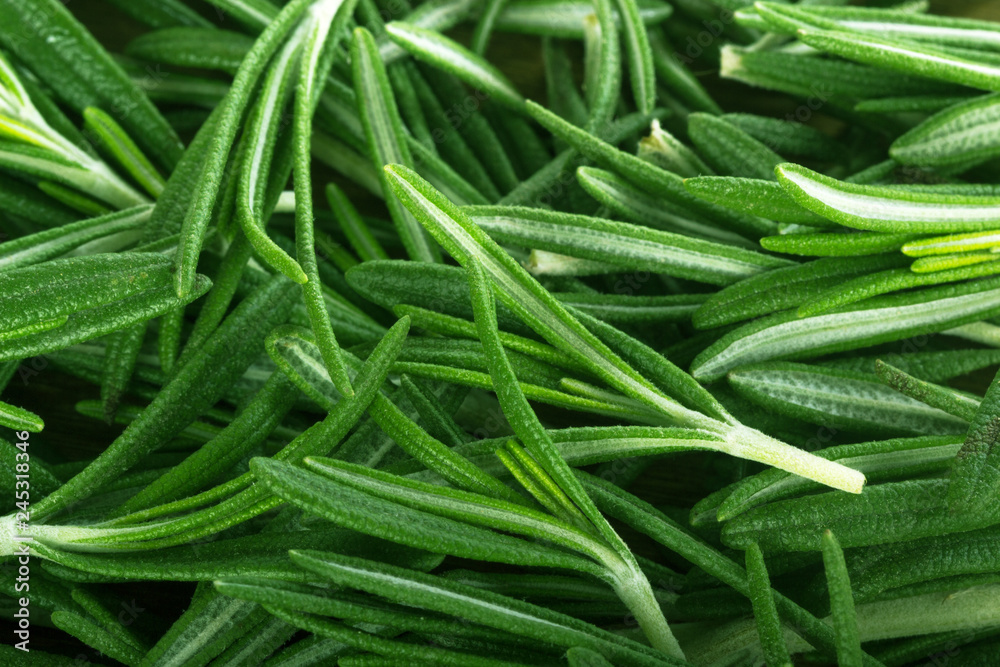 leaves of green fresh rosemary background leaves of green fresh rosemary background
