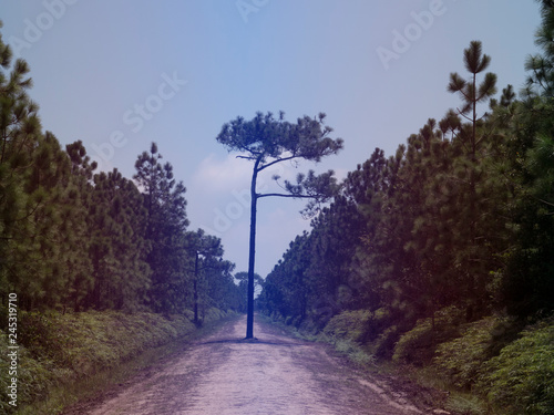 road in the forest photo