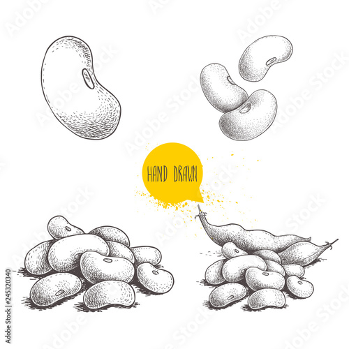 Hand drawn sketch style beans set. Fresh farm market product. Vegetarian food vector illustrations isolated on white background.