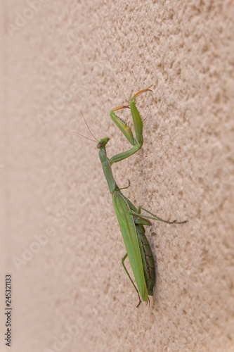 Praying mantis climbing a wall