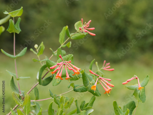 Le Chèvrefeuille vert - Lonicera sempervirens - un arbuste d'ornement toujours vert appelé chèvrefeuille de Virginie aux fleurs rouge à intérieur jaune et aux feuilles ovales alternées 
