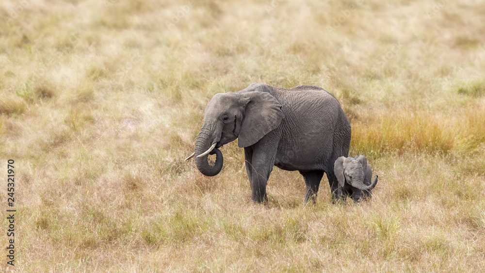 Fototapeta premium Słoń afrykański, matka i dziecko