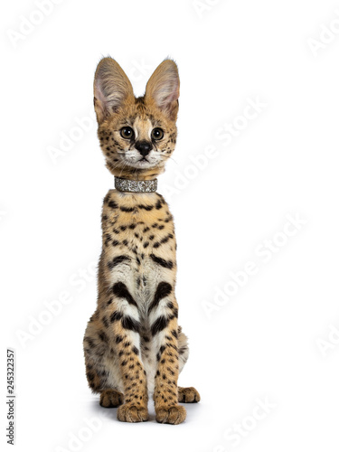 Cute 4 months young Serval cat kitten sitting perfectly straight up, wearing shiny collar. Looking straight ahead beside lens with sweet curious eyes. Isolated on white background.