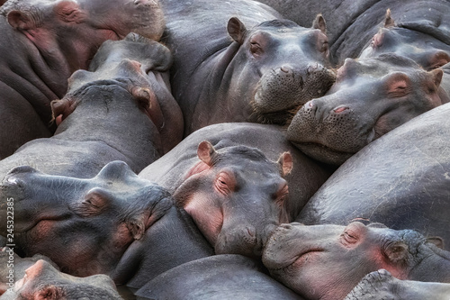 Hippo pod resting in the Mara River