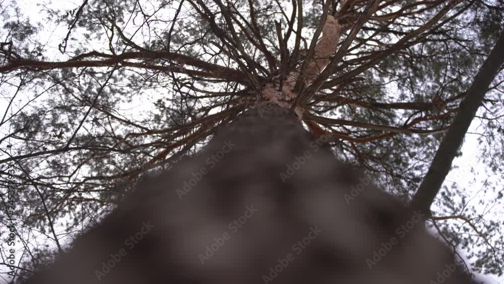 The pine tree in winter, view from below. Small snow falls The pine tree in winter, view from below. Small snow falls