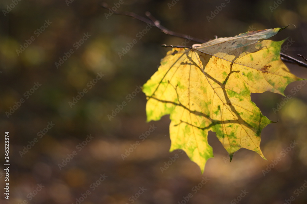 autumn leaves