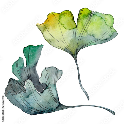 Ginkgo biloba leaf. Watercolor background illustration set. Isolated ginkgo illustration element.