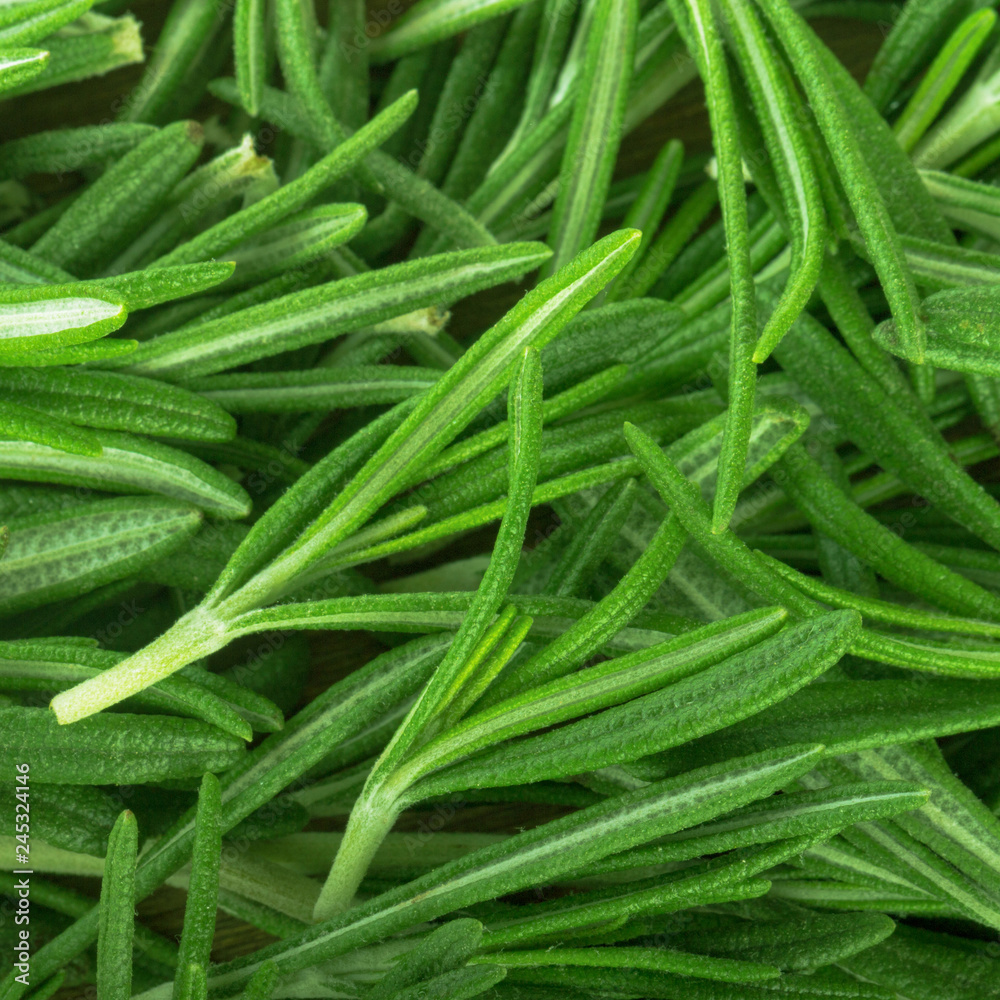 leaves of green fresh rosemary background leaves of green fresh rosemary background