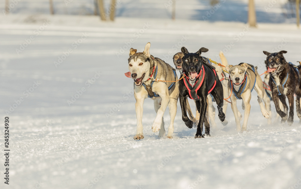 A team of four husky sled dogs running on a snowy wilderness road. Sledding with husky dogs in winter czech countryside. Group of hounds of dogs in a team in winter landscape. A team of four husky sled dogs running on a snowy wilderness road. Sledding with husky dogs in winter czech countryside. Group of hounds of dogs in a team in winter landscape.