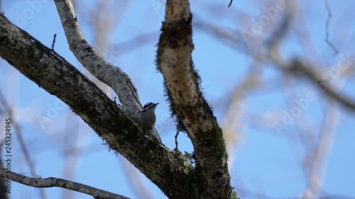 a very small woodpecker bird in slow motion, hopping from branches to get to the house he's currently pecking. woodland nature adventure photo