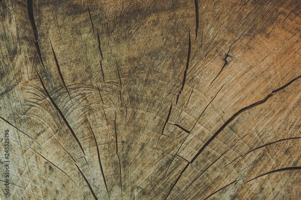 Fototapeta premium Endgrain tekstura drewna
