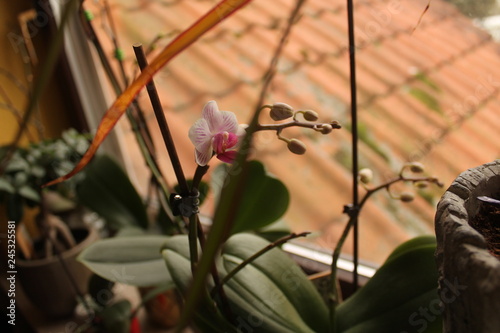 Orchidee auf Fensterbank