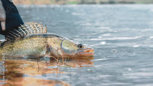 Zander in the hand of an angler. Catch and release.
