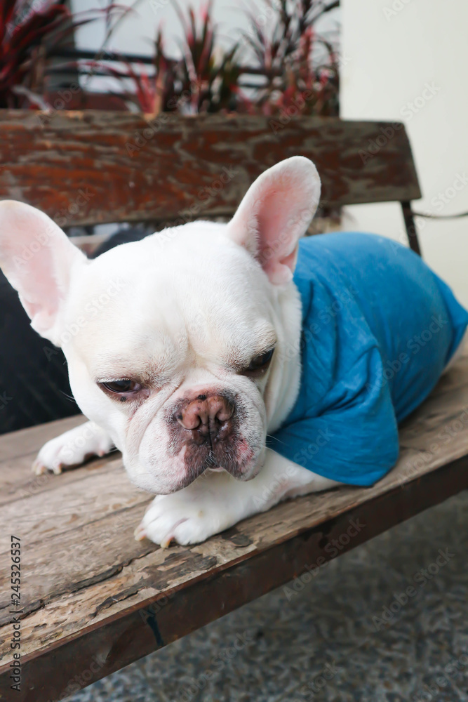 French bulldog,French bulldog in blue T-shirt