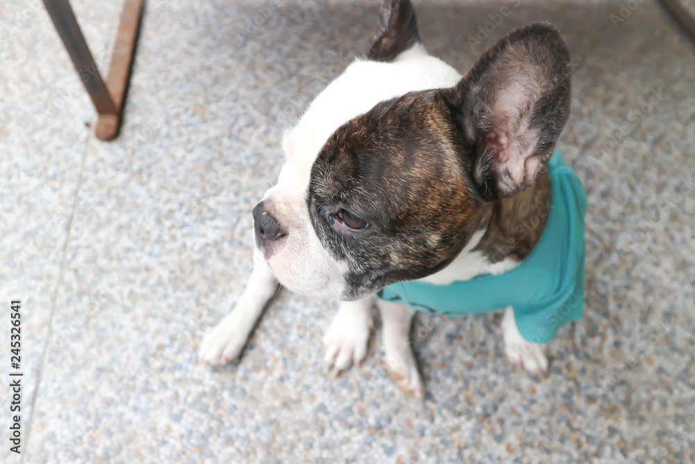 French bulldog,French bulldog in green T-shirt French bulldog,French bulldog in green T-shirt