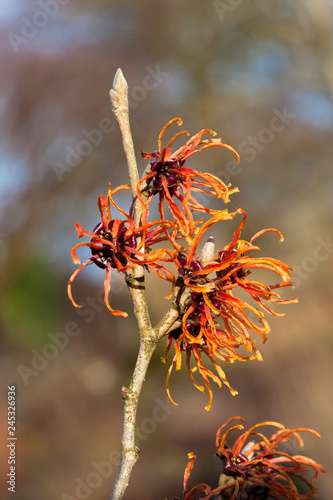 Witch Hazel (Hamamelis) an orange red yellow winter spring flowering shrub © Tony Baggett