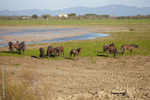 Maremma , Tuscany, Grazing horses on the meadow  © jnsepeliova