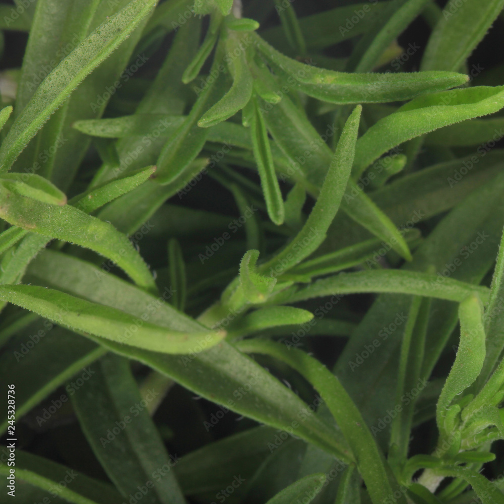 fresh green savory leaves background fresh green savory leaves background