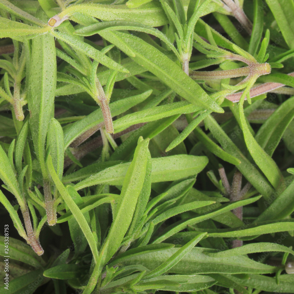 fresh green savory leaves background fresh green savory leaves background