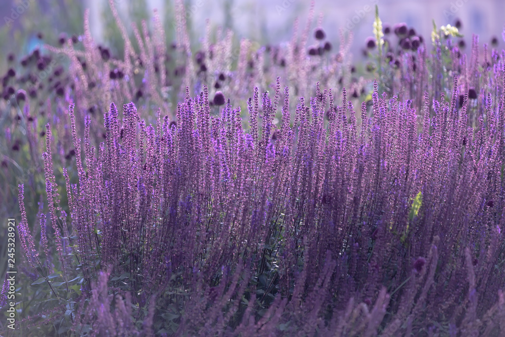 Fototapeta premium Violet flowers on thin stems with a solid background close to each other. Perovskaya Small spire 3