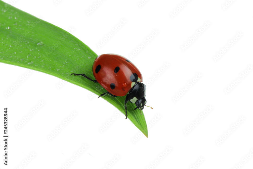 red ladybird on green leaf isolated on white background red ladybird on green leaf isolated on white background