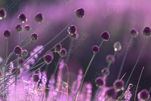 round purple flowers on a thin stalk