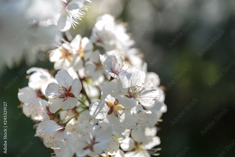 cherry tree flowers