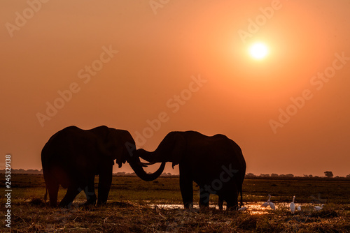 Zwei Elefanten Bullen im Abendlicht des Chobe Nationalparks in Botswana