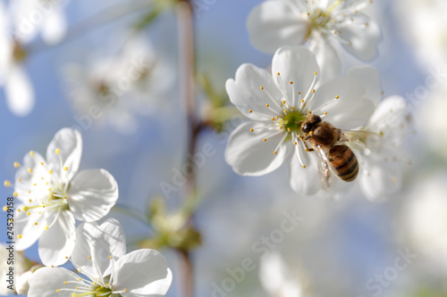 Bee collects pollen on cherry flowers close up, in the sun against a blue sky