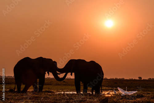 Zwei Elefanten in der Landschaft des Chobe in Botswana bei Sonnenuntergang