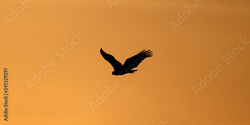 Eagle silhouette, warm sunlight