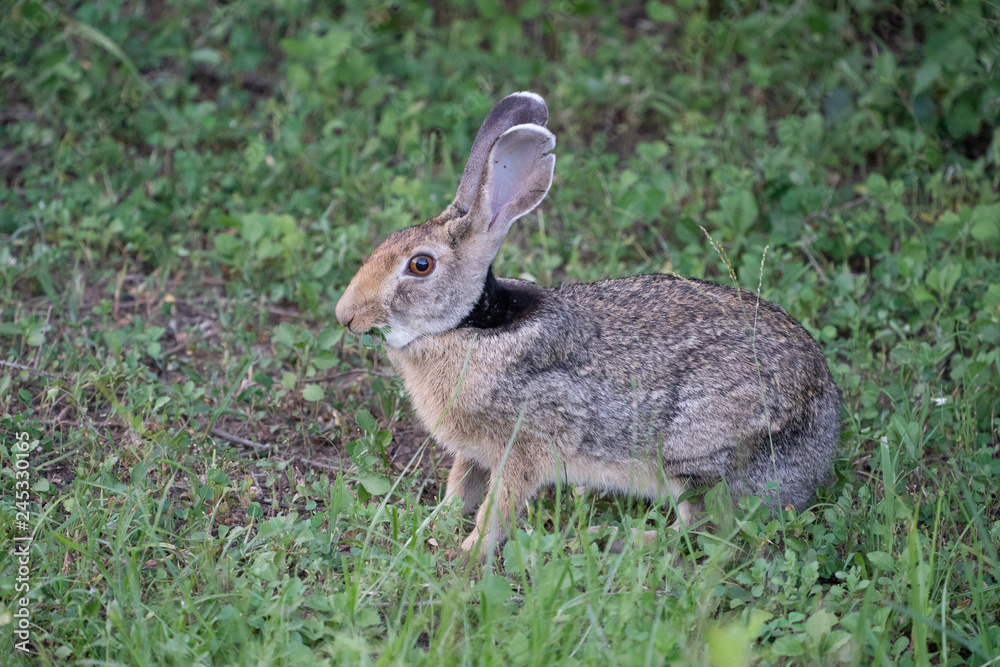 hare in the grass hare in the grass
