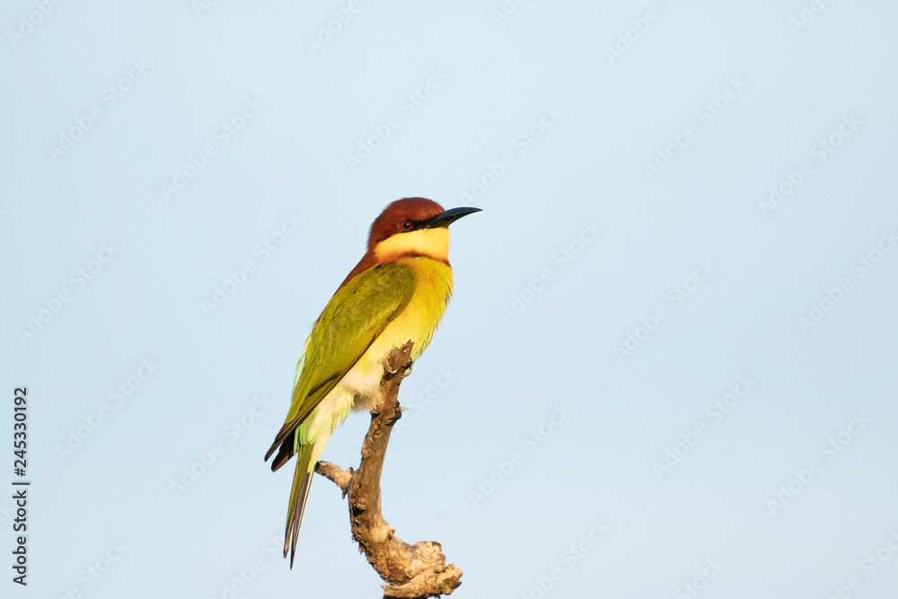 Obraz premium colorful bird on a branch