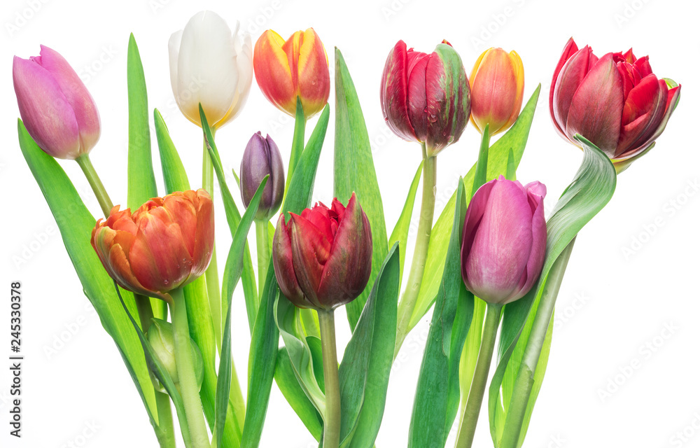 Colorful bouquet of tulips on white background. Colorful bouquet of tulips on white background.