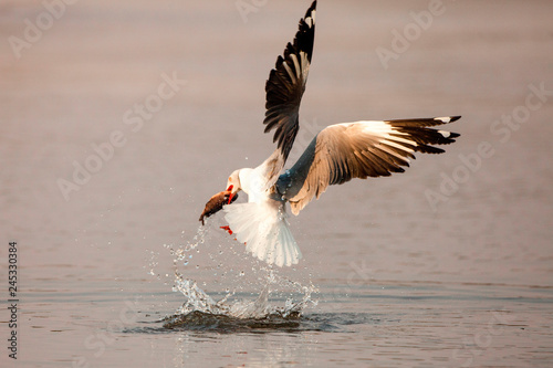 A grey-headed gull, Chroicocephalus cirrocephalus, in mid flight, catches fish, with fish between beak, above water with splashes. photo