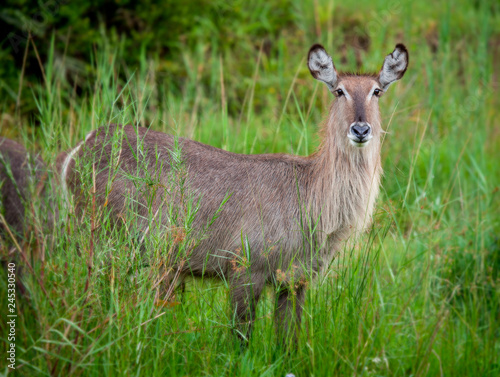 A female waterbuck, Kobus ellipsiprymnus, alert, standing in long green grass, ears forward. photo