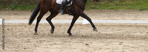 Dressage horse (pony) with rider in dressage quadrilateral, in trot, with raised leg..