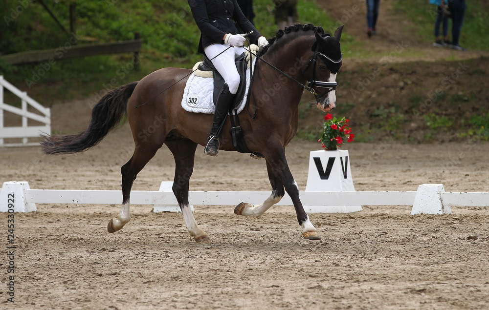 Dressage horse (pony) with rider in the dressage quadrangle, in the gait trot.. Dressage horse (pony) with rider in the dressage quadrangle, in the gait trot..