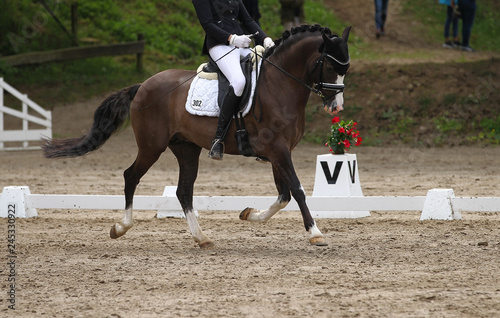 Dressage horse (pony) with rider in the dressage quadrangle, in the gait trot..