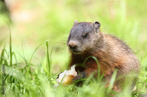 groundhog eating in nature during summer