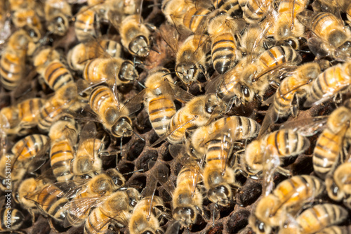 bees in honeycomb background